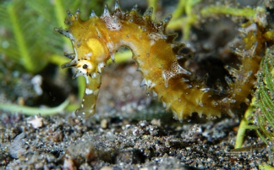 Philippines 2023 - Anilao - DSC06517 Spiny seahorse  Hippocampe herisse  Hippocampus histrix
